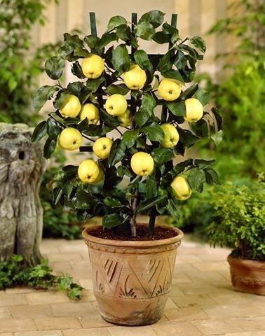 Riêng giống táo lùn trồng cảnh có giá bán 50.000 đồng/hạt. Theo các shop này, hạt giống được nhập từ Canada. Thời gian cây ra trái, tùy loại sẽ dao động từ 1-2 năm.