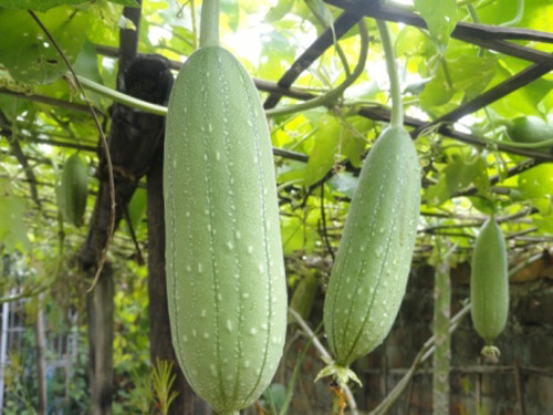 Thu hoạch mướp sau khoảng 40 ngày từ khi gieo trồng.