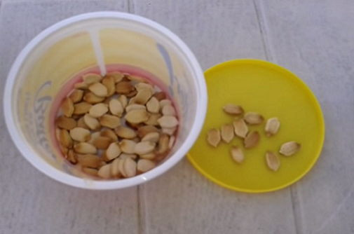 Bước 1: Bạn ngâm hạt giống mướp hương trong nước ấm theo tỉ lệ (2 sôi, 3 lạnh) trong vòng 4-6 giờ. Sau đó vớt ra, rửa sạch rồi đem ủ vào khăn ẩm, trong khoảng 36 - 48 tiếng, khi thấy hạt nứt thì đem gieo.