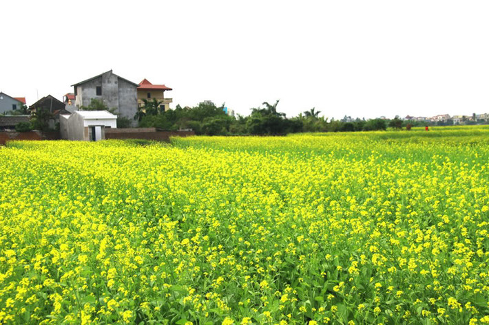 Gần Hà Nội hơn vườn súng và sen kể trên, vườn hoa cải làng Phù Đổng, cánh đồng Yên Viên hay ven bờ sông Đuống cũng là điểm chụp ảnh lý tưởng.