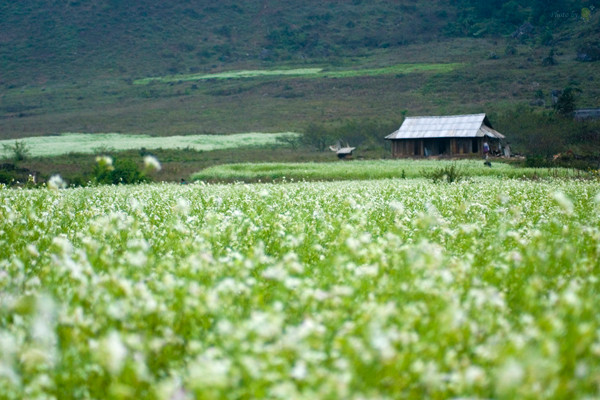 Cánh đồng hoa cải trắng luôn "móc túi" du khách mỗi dịp đầu đông bởi vẻ đẹp hút hồn của chúng.