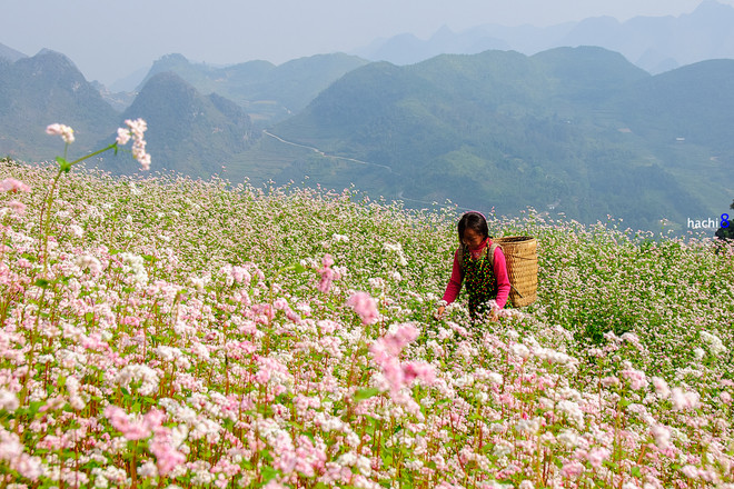 Từ lâu, những vườn tam giác mạch tại Hà Giang, Mộc Châu luôn là điểm đến cho những người yêu du lịch, khám phá.