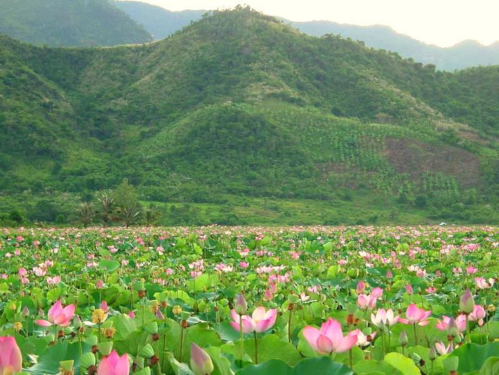 Đến tháng 6, tháng 7, nơi đây lại biến thành vườn hoa chụp ảnh đẹp mãn nhãn với hàng trăm nghìn bông sen nở rộ.