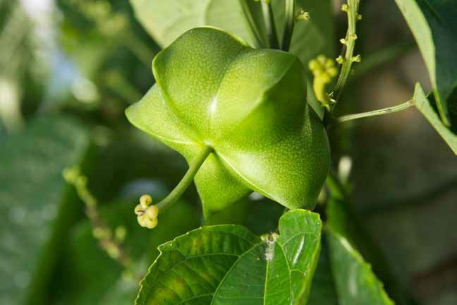 Trước dự án cây tỷ đô sâm Ngọc Linh (Quảng Nam) và siêu cao lương của Nhật, dư luận cũng từng xôn xao khi dự án cây sachi được đưa về Việt Nam trồng tại Ninh Bình, Hòa Bình, Buôn Ma Thuột...