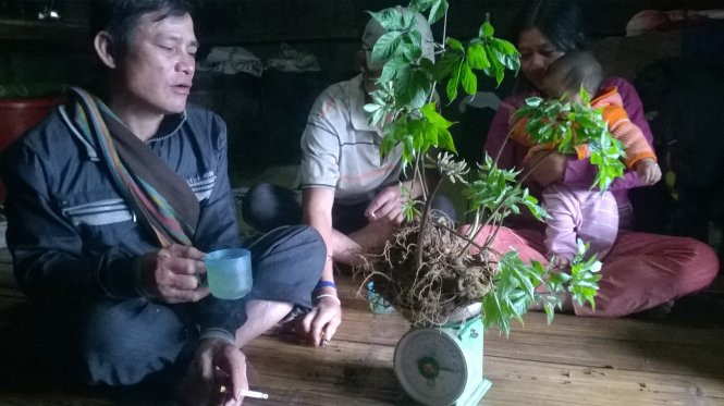 Theo đó, việc đưa sâm Ngọc Linh thành cây tỷ đô, nếu được đầu tư bài bản, cùng với các yếu tố kết hợp doanh nghiệp, quảng bá thương hiệu, sâm Ngọc Linh có thể thu về 1,5 - 2 tỉ USD xuất khẩu mỗi năm. Ảnh: Tuổi Trẻ.