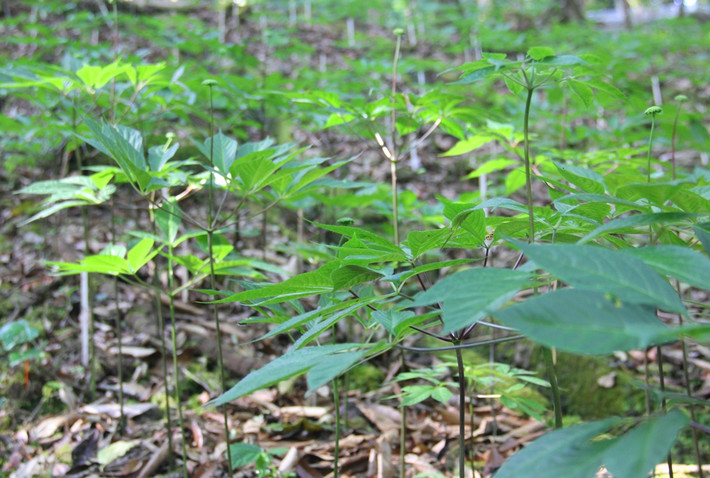Thông tin trên báo Tuổi Trẻ cho hay, ông Hồ Quang Bửu - chủ tịch UBND huyện Nam Trà My (Quảng Nam) cho biết đề án “Bảo tồn và phát triển vùng sâm Ngọc Linh đến năm 2030” vừa được Chính phủ thông qua. Ảnh minh họa.