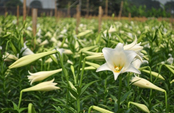 Nổi bật nhất với loài hoa loa kèn vào tháng 4, vườn hoa Quảng Bá (Tây Hồ) cũng trở thành địa điểm chụp ảnh quen thuộc của người Hà Nội.