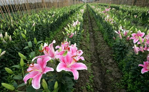 Yêu thích và mê sắc hoa ly thì cánh đồng hoa làng hoa Tây Tựu (Từ Liêm) là điểm đến không thể bỏ qua.