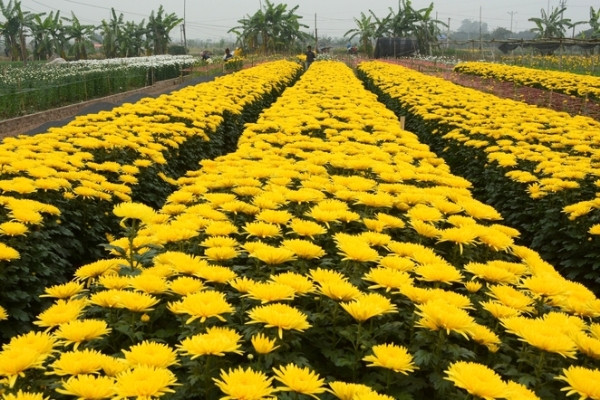 Những cánh đồng hoa cúc vàng óng ả trong ngày đông lạnh giá cũng là điểm nhấn tuyệt đẹp của vườn hoa Tây Tựu khó nơi nào có được.