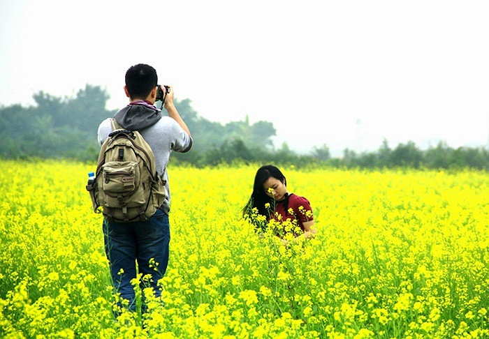 Khoảng cuối tháng 11, đầu tháng 12, vườn cải vàng ở xã Thạch Bàn (Gia Lâm, Hà Nội) lại đông đúc người đến chụp ảnh. Để vào chụp ảnh, khách cần bỏ mức phí 20.000 đồng/người. Nhiều dịch vụ ăn theo tại đây cũng mọc lên như thuê thang 15.000 - 20.000 đồng, trông giữ xe 10.000 đồng. Ảnh: VTC.