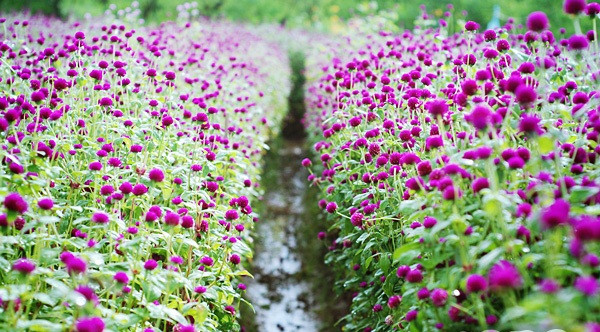 Nằm gần vườn đào Nhật Tân là vườn hoa bách nhật. Giá vào các khu vườn hoa bách nhật dao động từ 30.000 đồng/người, riêng ekip chụp ảnh cưới cần chi từ 70.000 - 100.000 đồng. Ngoài ra, chi phí gửi xe máy khoảng 5.000 - 10.000 đồng.