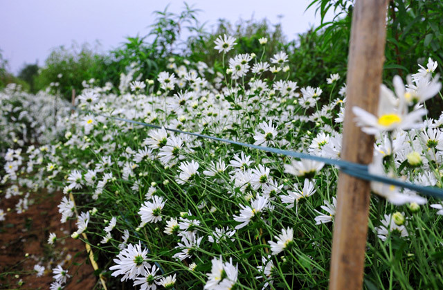 Trong số những vườn hoa chụp ảnh đẹp ở Hà Nội, không thể không nhắc đến vườn hoa Nhật Tân (Tây Hồ). Những ngày này, người dân Hà Nội đổ xô đến đây để ngắm và chụp những bức hình tuyệt đẹp cùng loài hoa cúc họa mi.