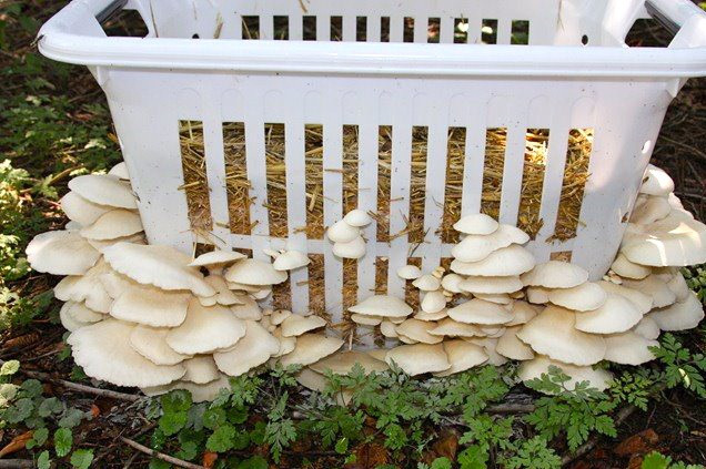 Vừa có thể thư giãn, vừa làm đẹp sân vườn, không gian từ những giỏ, chậu nấm mơn mởn.