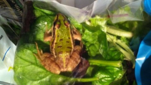 Hẳn ai cũng sẽ "dựng tóc gáy" khi thấy một con ếch chiễm chệ trên phần salad của mình.