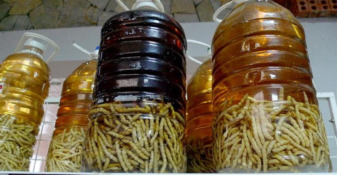 Rượu sâu chít dùng Tết có giá từ 1-2 triệu đồng cũng phải được đặt hàng sớm để cửa hàng ngâm sâu được lâu.