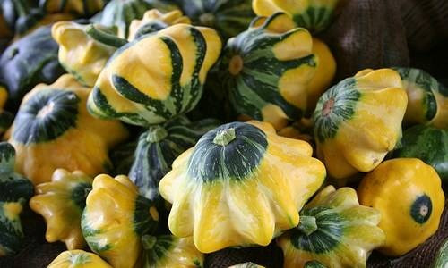 Bí ngô đĩa bay (giống Pattypan squash Cucurbita pepo) với hình dáng cực độc từng khiến dân Hà Nội phát cuồng, đua nhau lùng mua vốn được trồng nhiều ở vùng Texas (Mỹ), Mexico làm cảnh hoặc thực phẩm.