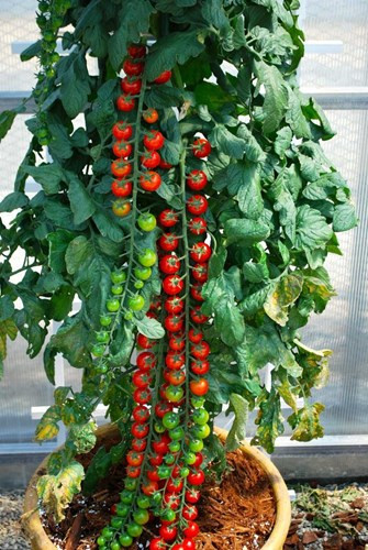 Cà chua cherry tuy quả nhỏ, nhưng dễ trồng, giá bán cao gấp 2-3 lần cà chua thường nên thường được trồng tại nhà. Giá hạt giống cà chua cherry tại các cửa hàng rao bán dao động từ 30.000 đồng/gói.