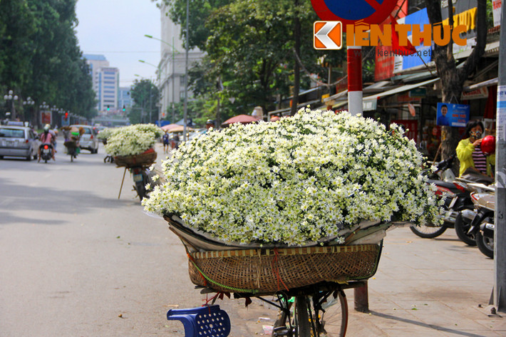 Theo những người bán hàng, vì là đầu mùa lại cộng thêm gần sát ngày 20/11 nên giá hoa đắt đỏ hơn. Chỉ khoảng 1 tuần tới, cúc họa mi sẽ "hạ nhiệt".