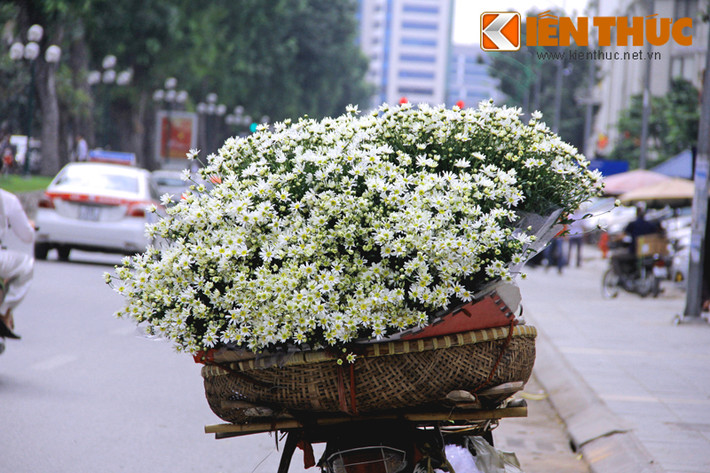 Chúng tô điểm cho những con đường thêm sinh động, đẹp mắt.
