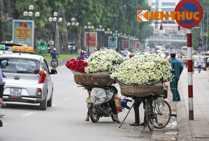 Cúc họa mi trên đường Giảng Võ (Hà Nội).