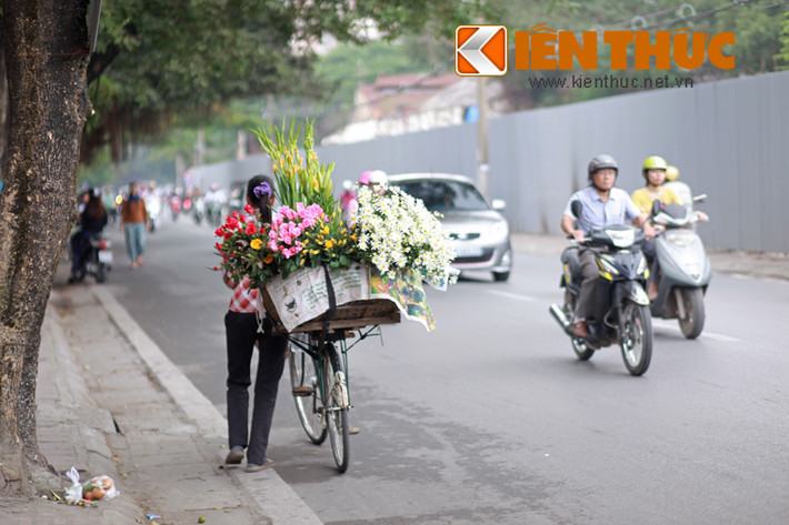 Từ khi trồng đến khi hoa nở đẹp khoảng 3 tháng, nhưng cúc họa mi chỉ nở một mùa duy nhất trong thời gian ngắn khoảng 2 tuần.