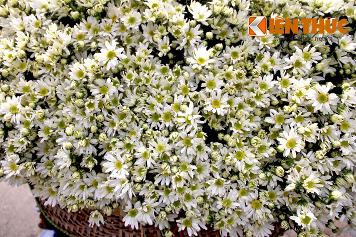 Những người bán hàng cho biết, hầu hết hoa cúc họa mi được lấy từ vườn hoa Nhật Tân, Tây Tựu (Hà Nội).