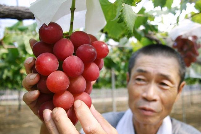 Nho Ruby Romans – 4000 USD (93 triệu đồng)/chùm. Những quả nho Ruby Romans có kích thước bằng 1 quả bóng bàn. Một chùm nho này có giá 4000 USD (93 triệu VND), so với giá chỉ 3 USD (70.000 đồng)/ 1 chùm nho thông thường.