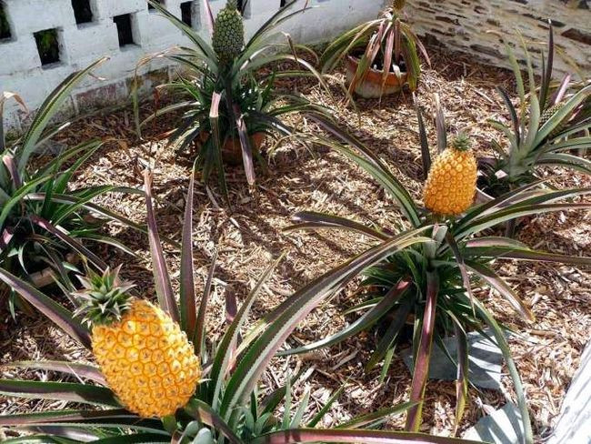 Dứa Lost Gardens of Heligan có giá 1.600 - 15.000 USD (37 triệu - 348 triệu đồng)/quả. Những quả dứa này trông có vẻ hoàn toàn bình thường, nhưng nó được trồng ở vùng Lost Gardens of Heligan, Vương quốc Anh – khu vườn duy nhất tại Châu Âu có thể trồng dứa.