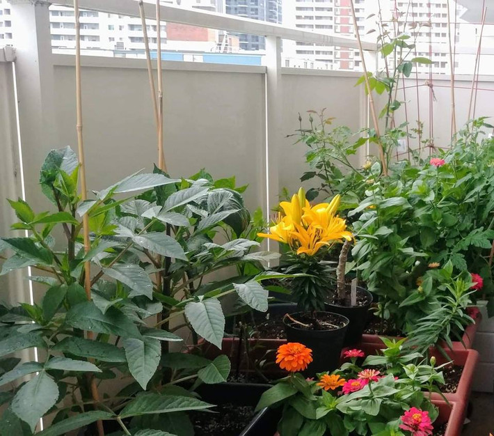Ban công chưa đầy 10m2 được chị Priyanka biến thành vườn rau xanh tốt khiến ai một lần ghé thăm cũng ngưỡng mộ.