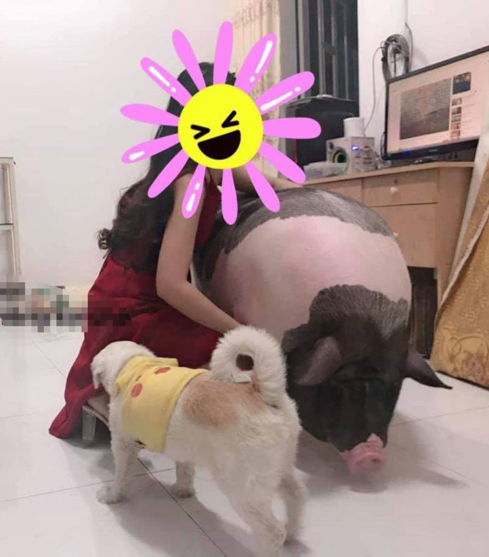 Tuy nhiên, trên mạng xã hội mới đây chia sẻ câu chuyện dở khóc dở cười của một cô nàng nuôi heo cảnh lên tới cả 100kg. Ảnh: Facebook.