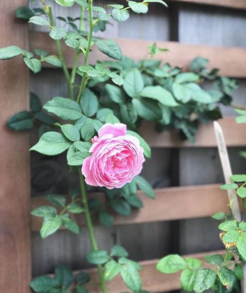 Hồng leo Soeur emmanuelle mang vẻ đẹp kiêu sa mà nhẹ nhàng. Ảnh: Instagram.