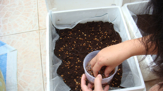 Mục đích của việc phủ một lớp trấu ở trên là giữ đất ẩm hơn và hạt nhanh nảy mầm do không bị mất nước. Ảnh: ivila.