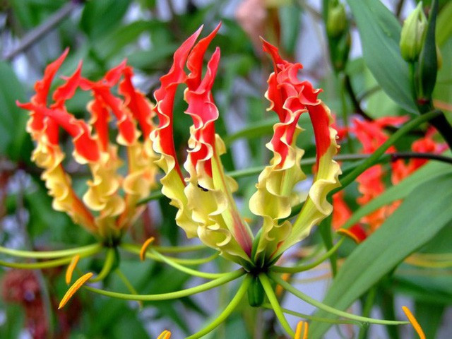 Hoa Gloriosa còn được gọi là “Lily lửa” bởi sắc đỏ rực rỡ. Loài hoa này chỉ mọc tự nhiên ở Nam Phi và châu Á, giá lên đến tiền triệu mỗi gốc. Nguồn ảnh: Serenataflowers.