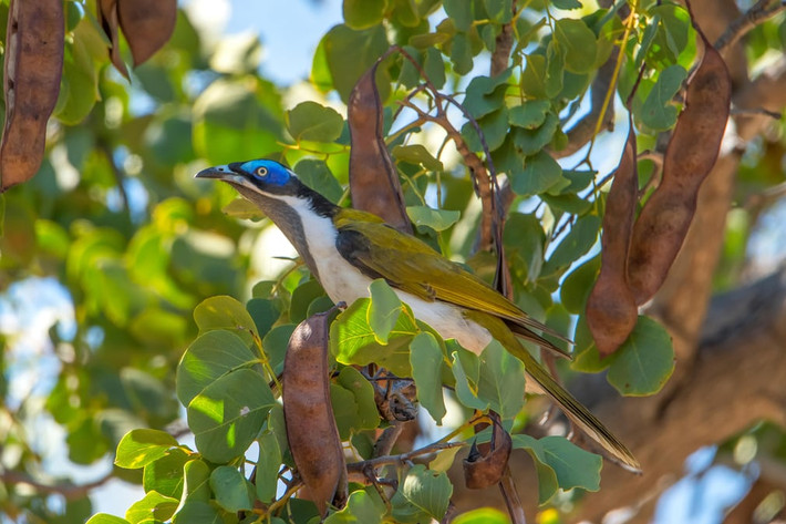 Chim hút mật mặt xanh trong vườn quốc gia núi lửa Undara ở Queensland, Australia. (Nguồn Guardian)