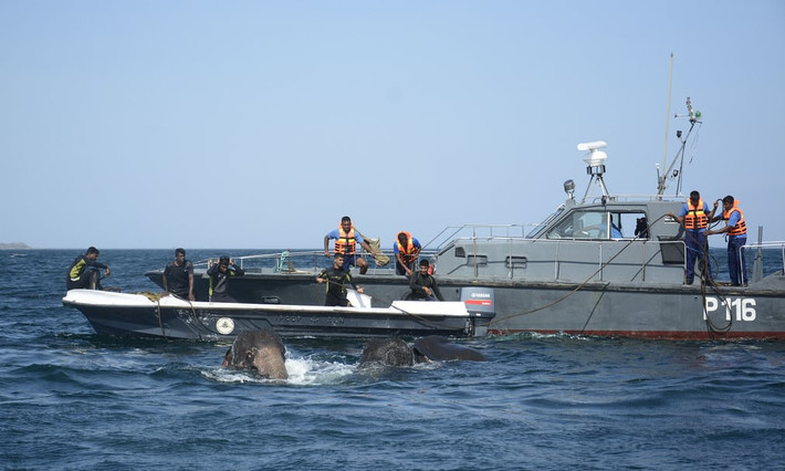 Tàu cứu hộ của Hải quân Sri Lanka cố gắng cứu 2 con voi bị cuốn trôi ra biển. (Nguồn Guardian)