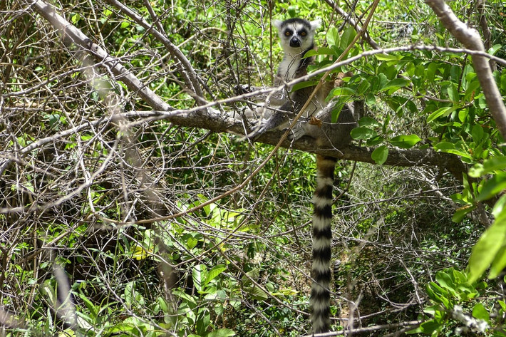 Vượn cáo tại vườn quốc gia Isalo ở vùng Ihorombe, Madagascar. (Nguồn Guardian)