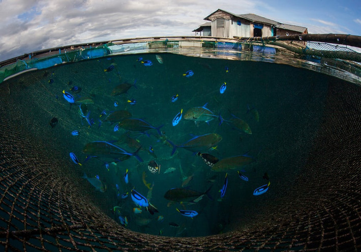 Cá được nuôi trong lồng để xuất khẩu tại Maluku, Indonesia. (Nguồn Guardian)