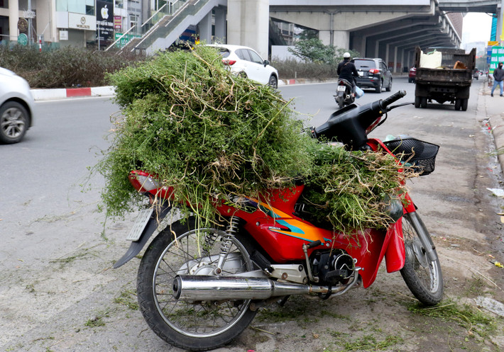 Đi chợ Tết vào những ngày 29, 30, trong rất nhiều thứ cần mua, các bà nội trợ không bao giờ quên lá mùi già về đun nước tắm. lá