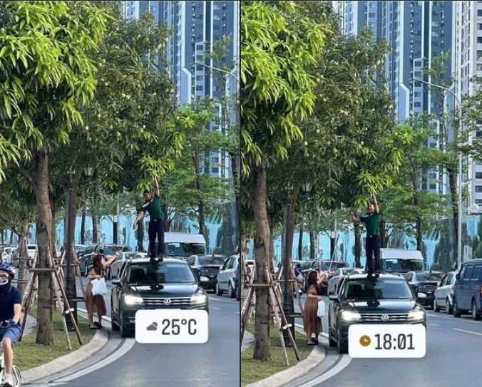 Trong khi người đàn ông đứng lên hái xoài, người phụ nữ tranh thủ có chiếc túi ni lông để thu hoạch chiến lợi phẩm.