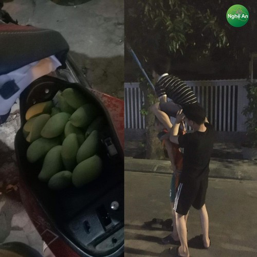 Chỉ bằng việc công kênh nhau lên, 3 chàng trai được cho là ở Nghệ An đã mang về nguyên một cốp xe đầy xoài.