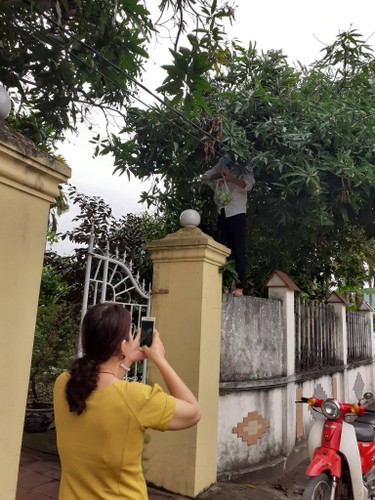 Bờ tường là điểm tựa để thực hiện màn trộm xoài.
