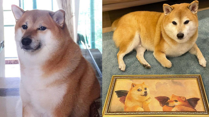 Được biết, nguồn gốc nghệ danh "Cheems" xuất phát từ món ăn ưa thích của chú chó shiba: bánh hamburger kẹp phô mai (cheeseburger). Để thêm phần hài hước, những nhà sáng tạo meme đã viết trạc đi thành "cheemsburger".
