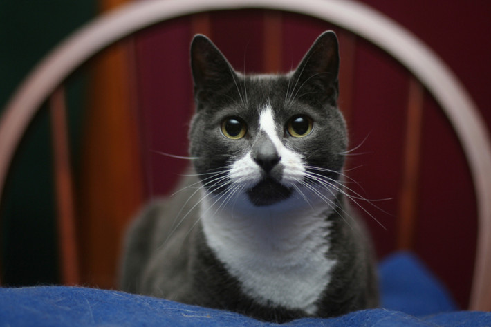 Chú mèo đến từ Maine, Mỹ, Sockington lại là chú mèo có hoàn cảnh đặc biệt đáng thương được người chủ tốt bụng nhặt rơi trên lề đường Boston. Khi được ông chủ post ảnh lên Twitter, chẳng bao lâu sau chú mèo tội nghiệp đã trở thành “ngôi sao” trên mạng xã hội. Trang Twitter của Sockington hiện đã thu hút hơn 1,3 triệu lượt người theo dõi lượng fan hùng hậu không kém gì người nổi tiếng.