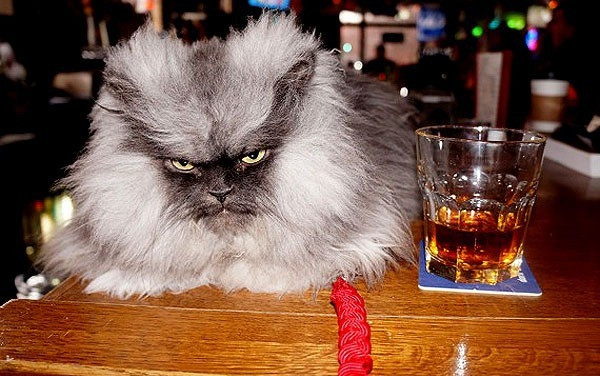 Sở hữu khuôn mặt dữ tợn Colonel Meow là chú mèo giống Ba Tư có bộ lông xù được rất nhiều người hâm mộ. Chú cũng có một hoàn cảnh đáng thương, bị bỏ rơi ở Seattle,Washington, Mỹ và được cô Anne Marie Avey nhận về nuôi từ một trung tâm chăm sóc động vật bị bỏ rơi. Bức hình đầu tiên của chú được tung lên mạng xã hội facebook, ngay lập tức đã nhận được 32.000 nút like (thích) từ những người hâm mộ khắp thế giới. Tuy nhiên, đầu tháng 1/2014 vừa qua, Colonel đã chết do bị ốm sau ca phẫu thuật tim và truyền máu.