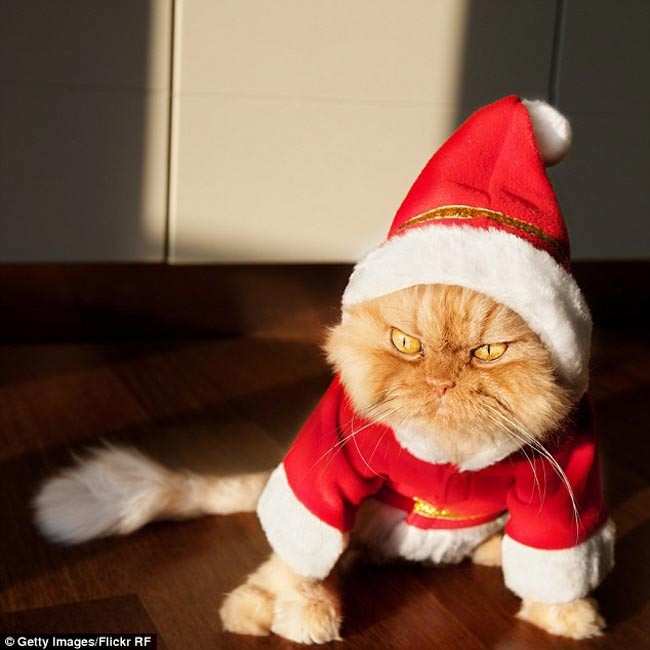 Chàng mèo cau có nhìn mặt có vẻ khó gần nhưng đáng yêu nhất thế giới. Garfi đến từ Thổ Nhĩ Kỳ với đôi mắt "xếch" ngược hết sức gầm ghì, hầm hố. Ở nhà Garfi là anh chàng vô cùng biết điều và vui tính, luôn mang lại niềm vui cho mọi người xung quanh. Tuy bình thường nhìn mặt rất dữ nhưng khi tắm tính cách này lại giảm đi đáng kể, bộ lông xù khiến mọi người tưởng chú béo cũng xẹp đi nhìn rất đáng thương.