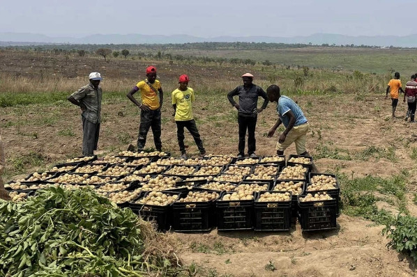 Dù mới chỉ thu hoạch trên một mảnh đất nhưng số lượng đã lên tới mấy tạ. Ảnh: Facebook Quang Linh Vlogs