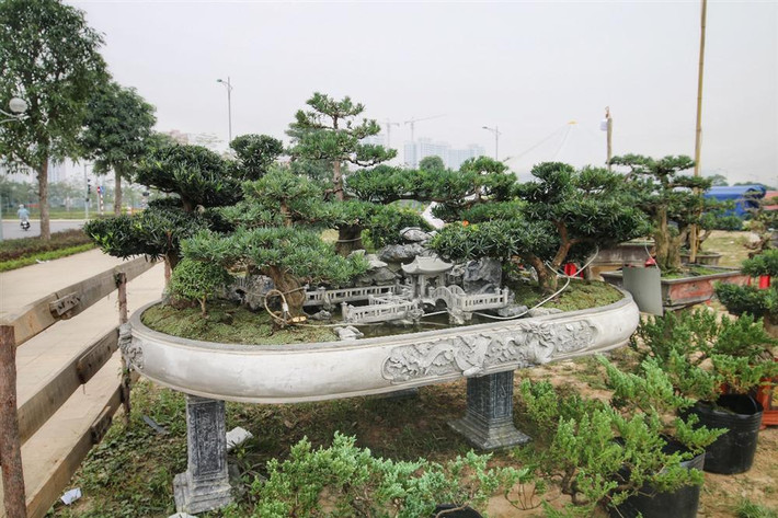 Để tạo ra một tổng thể đẹp mắt, chủ nhân phải lựa chọn từ rất nhiều cây tùng khác nhau. Ảnh: Dân trí