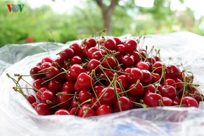 Khi về Việt Nam, cherry có giá khoảng 800.000-1.200.000 đồng/kg tùy vào chất lượng và kích cỡ. Ảnh: VOV