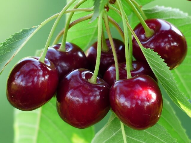 Những năm gần đây, giá cherry ở Việt Nam hạ nhiệt hơn do lượng hàng dồi dào, chỉ khoảng 300.000-500.000 đồng/kg. Ảnh: Internet