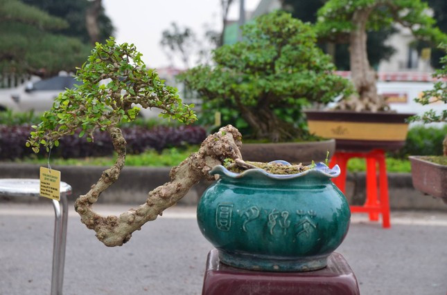 Mặc dù nhỏ như vậy song giá của những cây bonsai mini từ vài triệu đến vài chục triệu đồng, thậm chí hàng trăm triệu đồng. Ảnh: Tiền phong